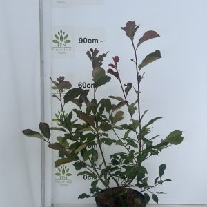 150-175cms 10L
