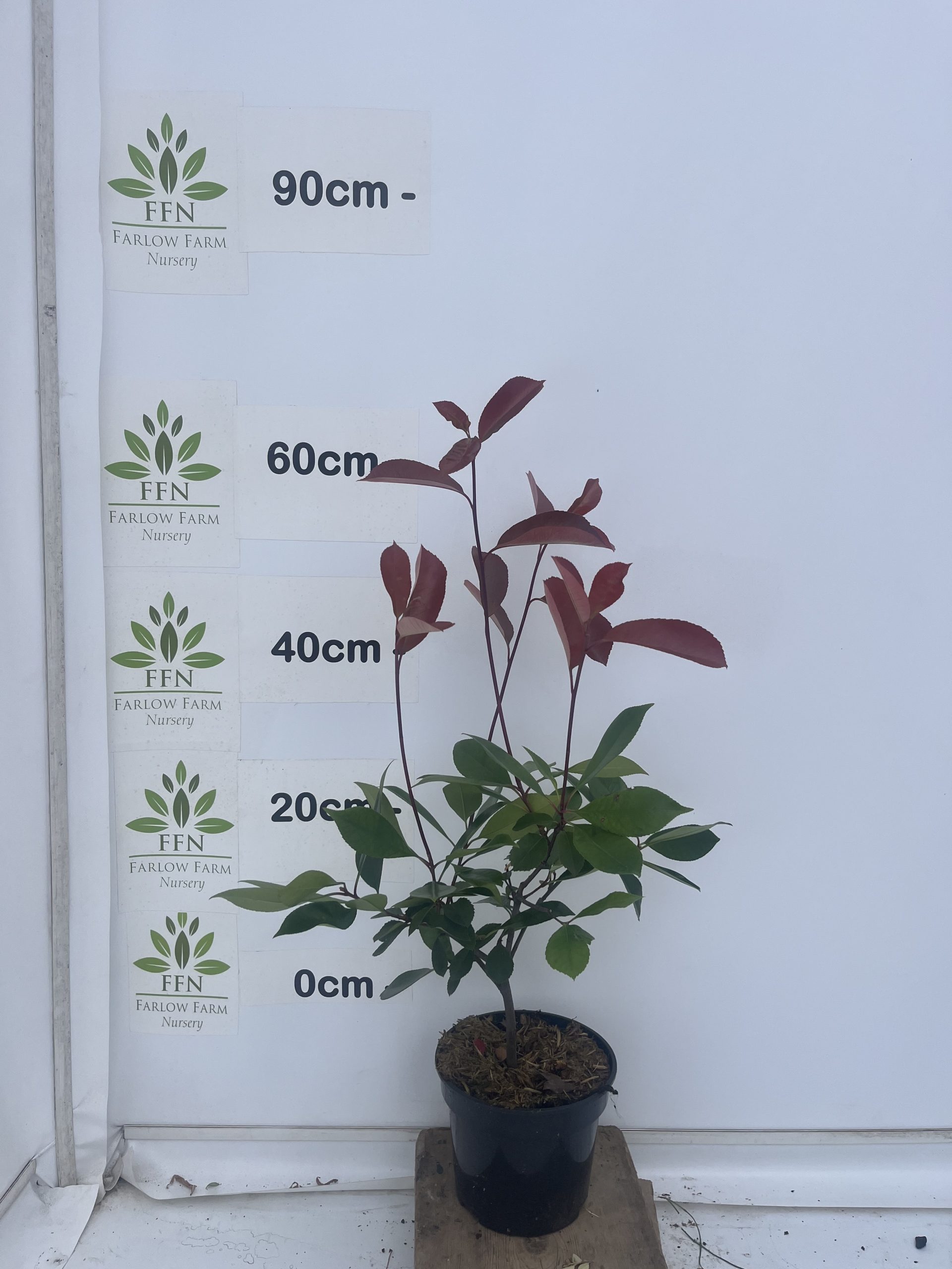 Photinia x Fraseri 'Red Robin' - Image 4