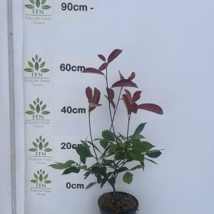 60-90cms 3L