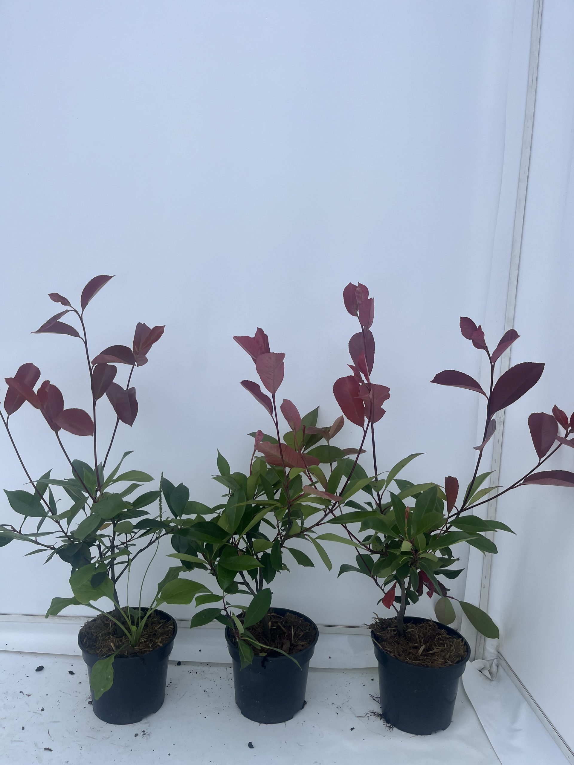 Photinia x Fraseri 'Red Robin' - Image 2