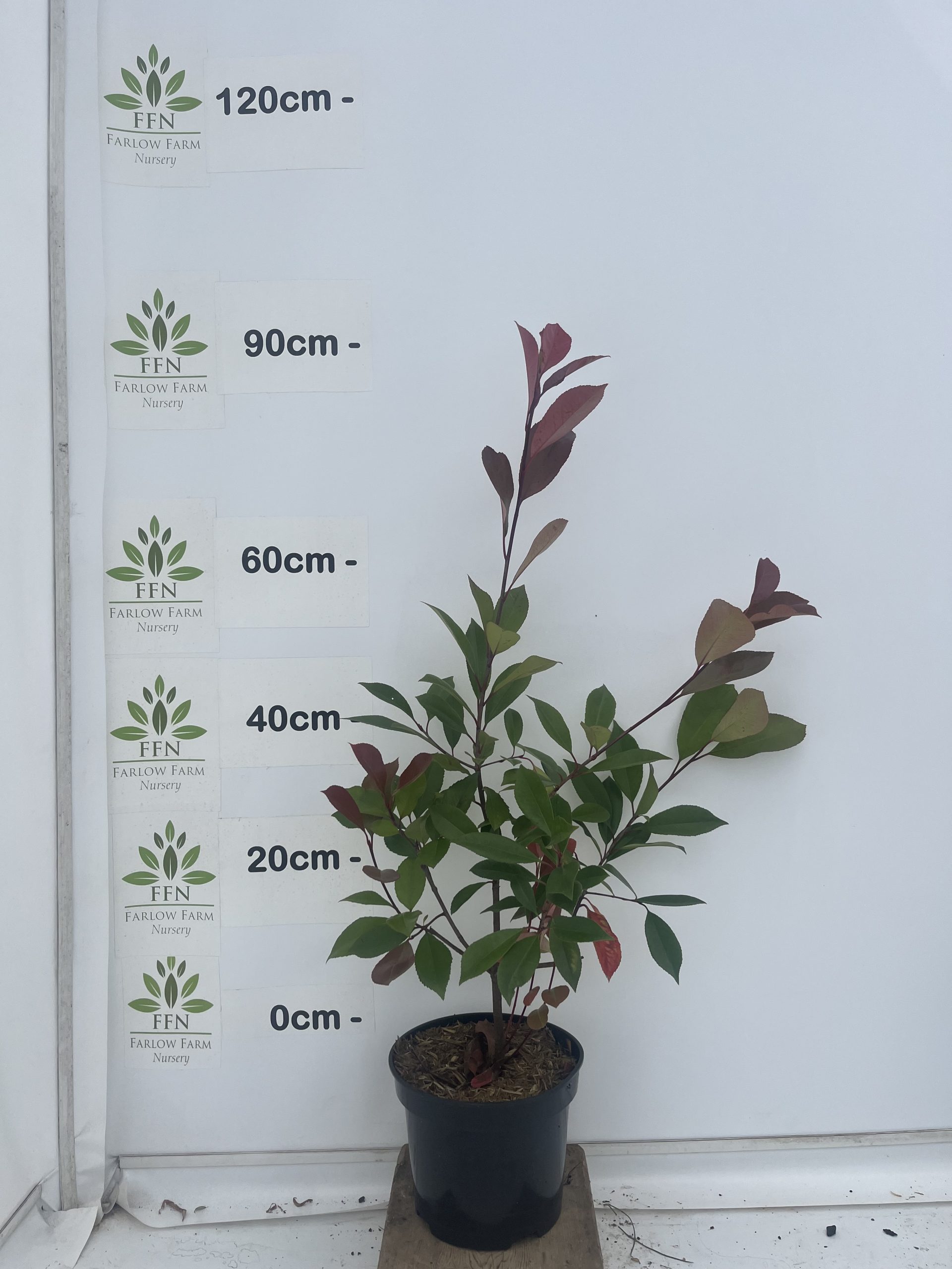 Photinia x Fraseri 'Red Robin' - Image 5
