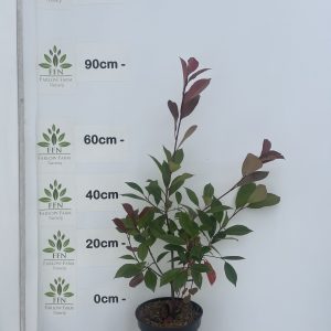 120-150cms 5L
