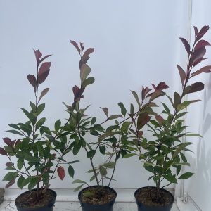 Photinia x Fraseri 'Red Robin'