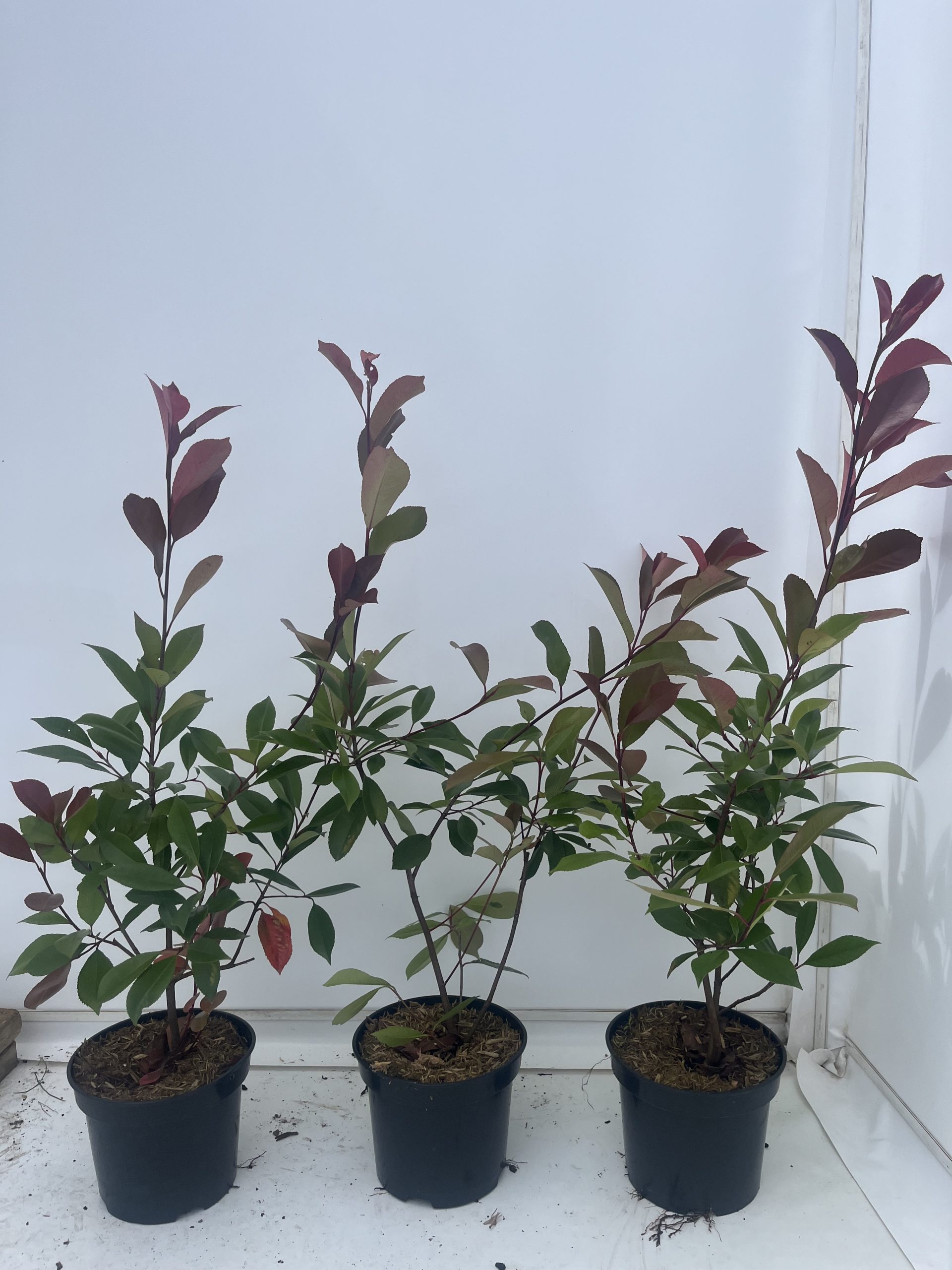 Photinia x Fraseri 'Red Robin'