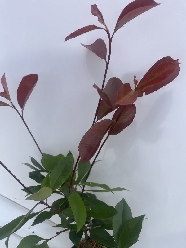 Photinia x Fraseri 'Red Robin' - Image 3