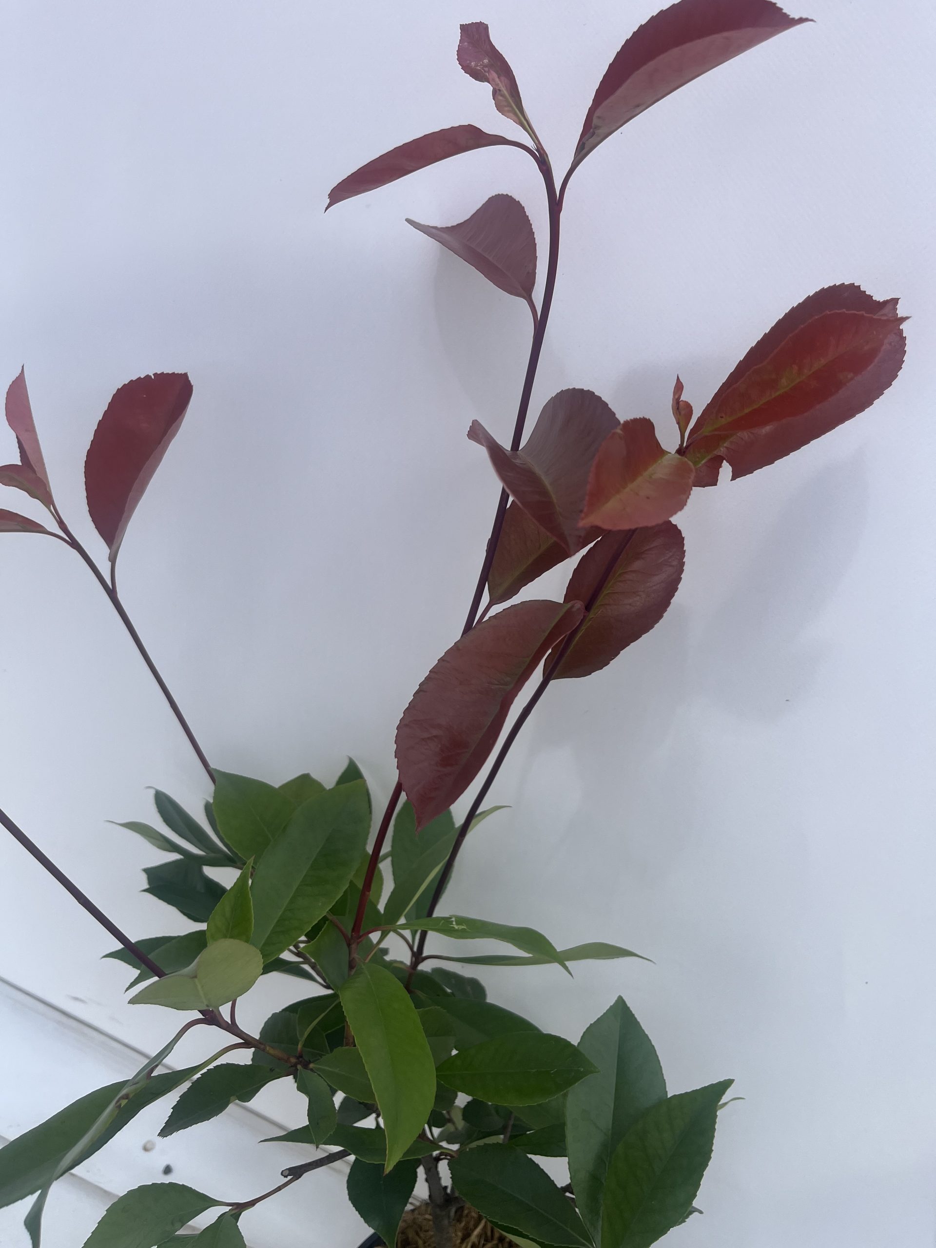 Photinia x Fraseri 'Red Robin' - Image 3