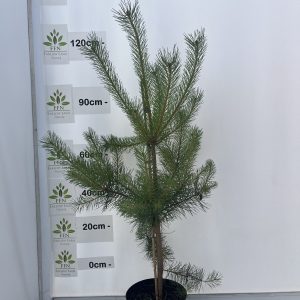 Pinus Sylvestris 10L Pinus Sylvestris