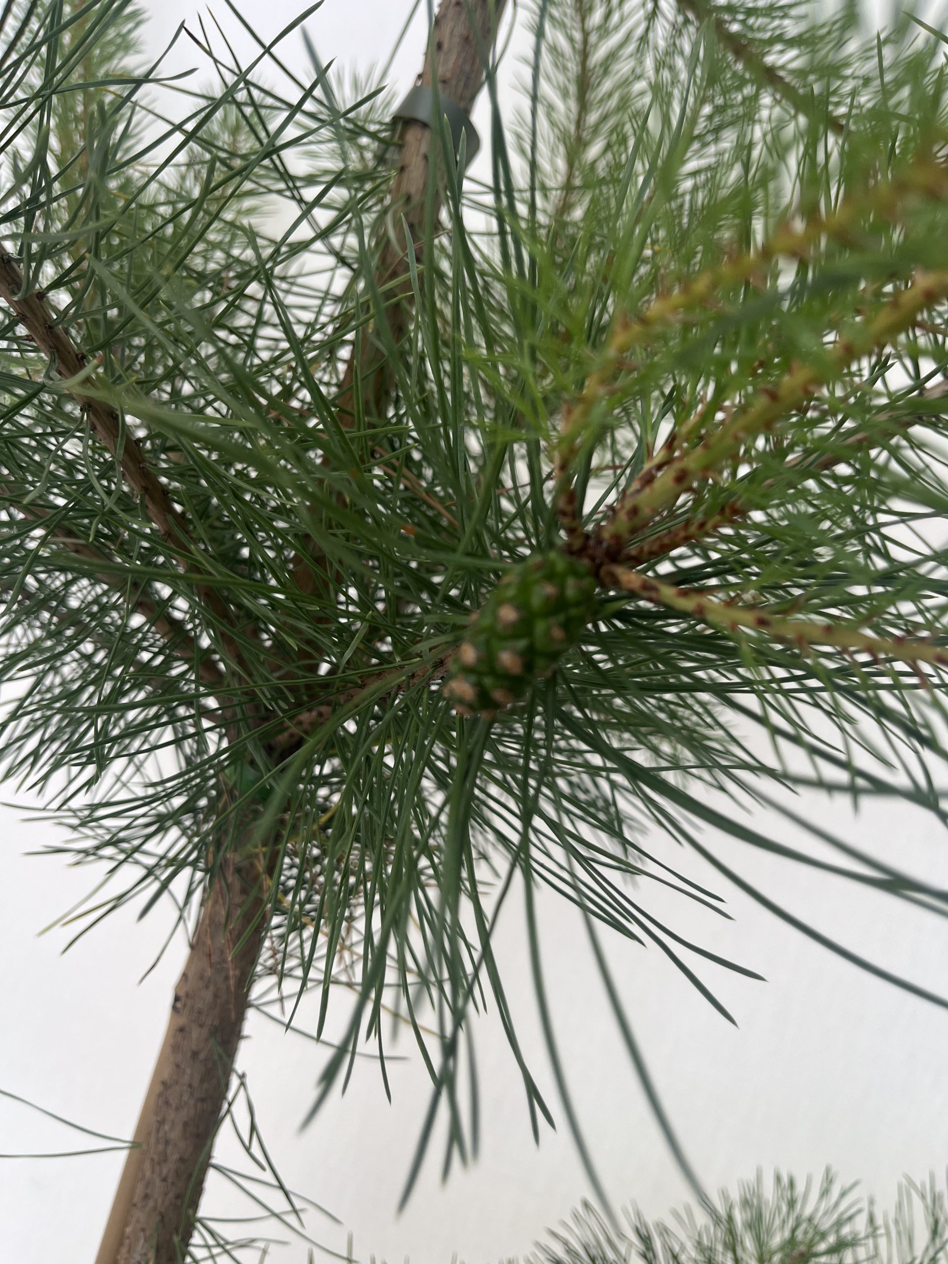 Pinus Sylvestris - Image 2