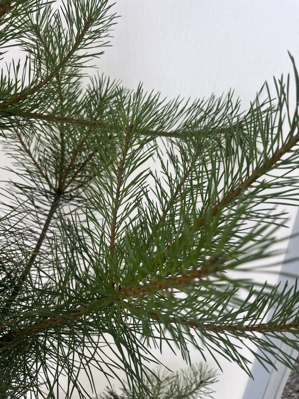 Pinus Sylvestris - Image 3