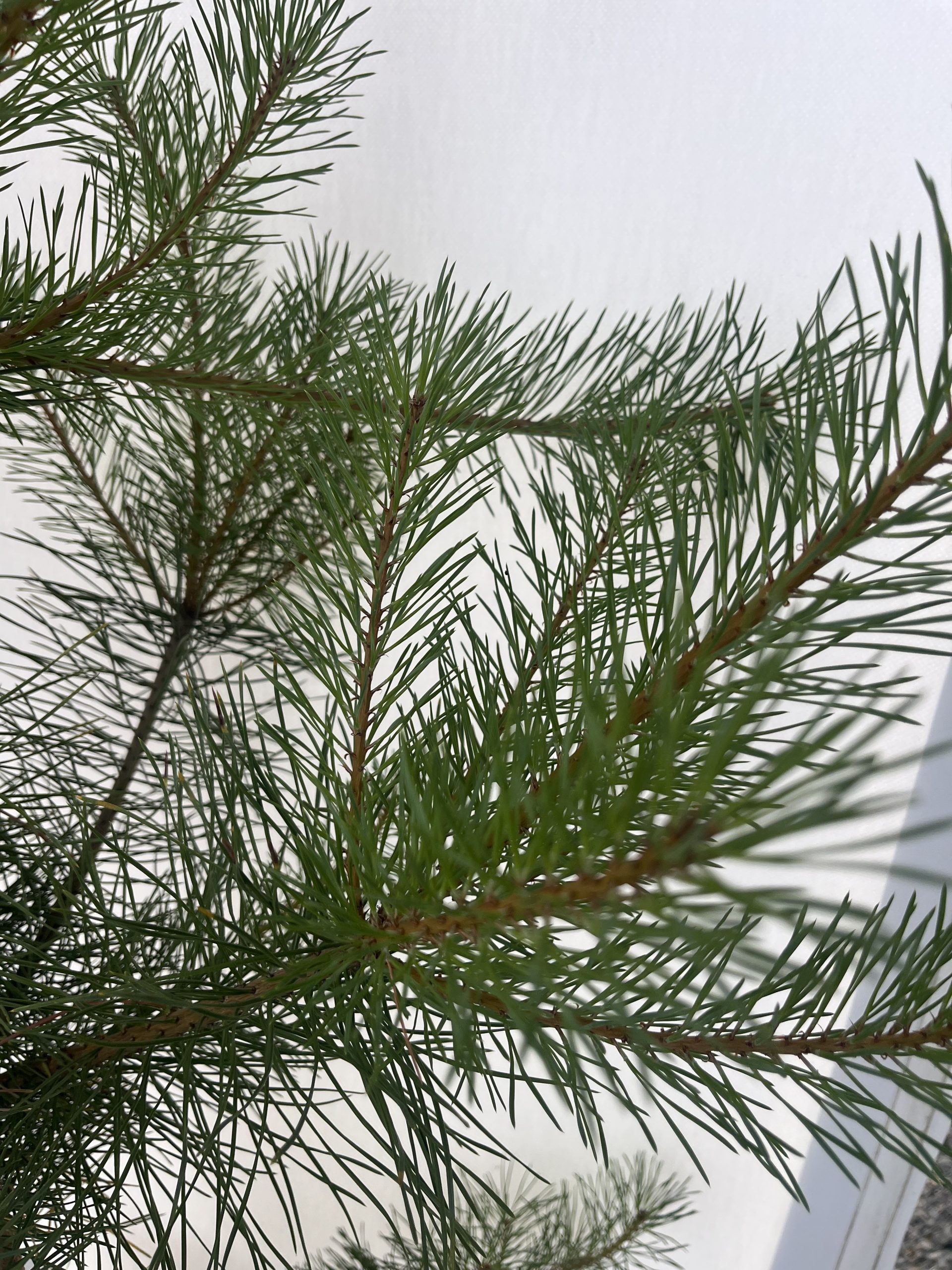 Pinus Sylvestris - Image 3