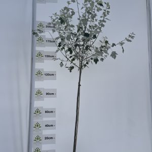Populus Alba