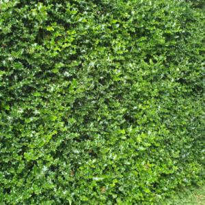 Ilex Aquifolium (Holly)