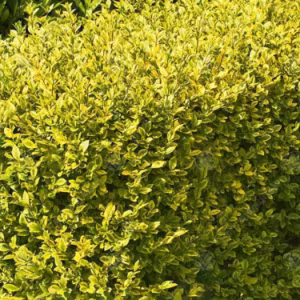 Ligustrum Ovalifolium 'Aureum' (Variegated Privet)