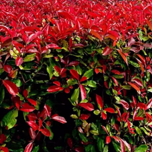 Photinia x Fraseri 'Red Robin'