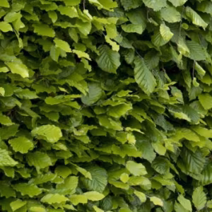 Fagus Sylvatica (Green beech)