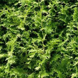 Thuja Plicata (Western Red Cedar)
