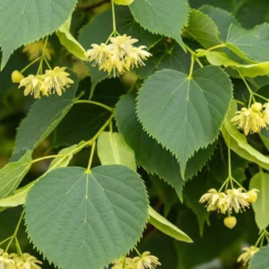 Tilia Cordata (Small Leaved Lime)