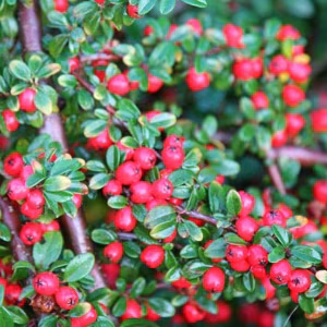 Cotoneaster Franchetii