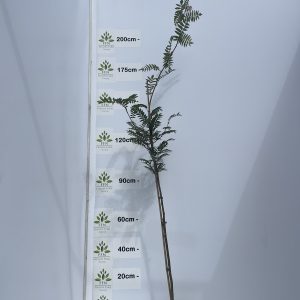 Sorbus Copper Kettle