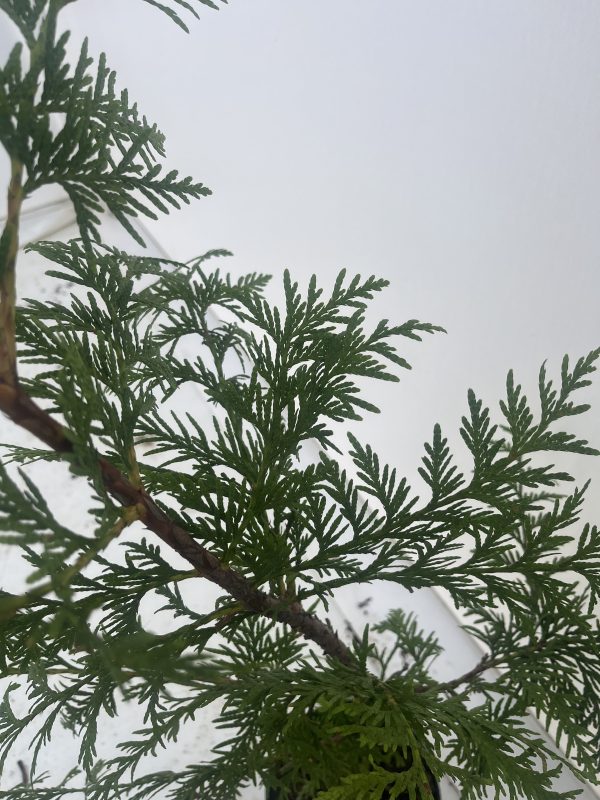 Thuja Plicata - Image 2