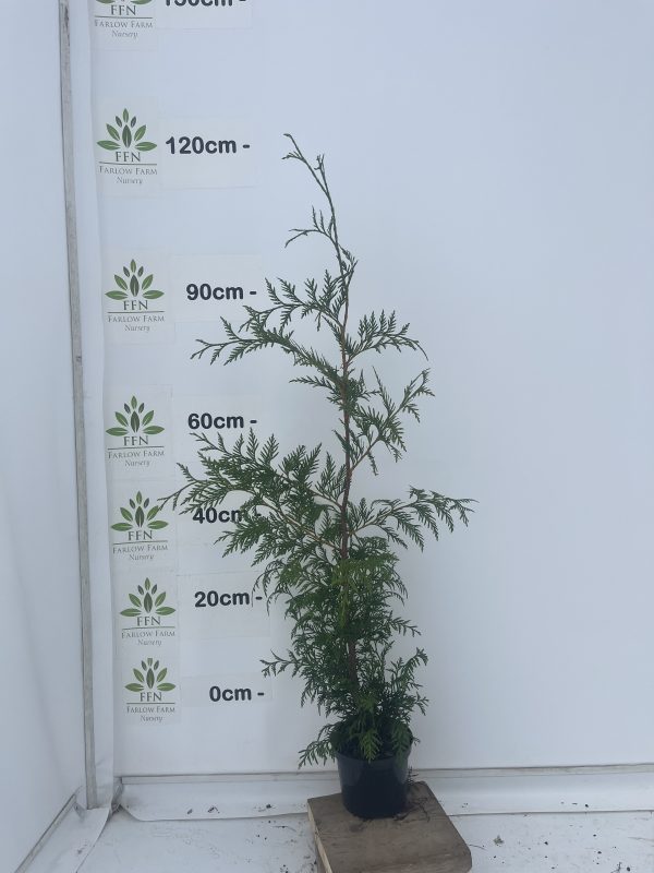 Thuja Plicata - Image 3