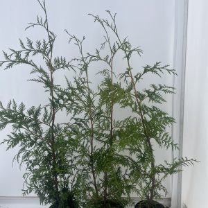 Thuja Plicata 2L group Thuja Plicata