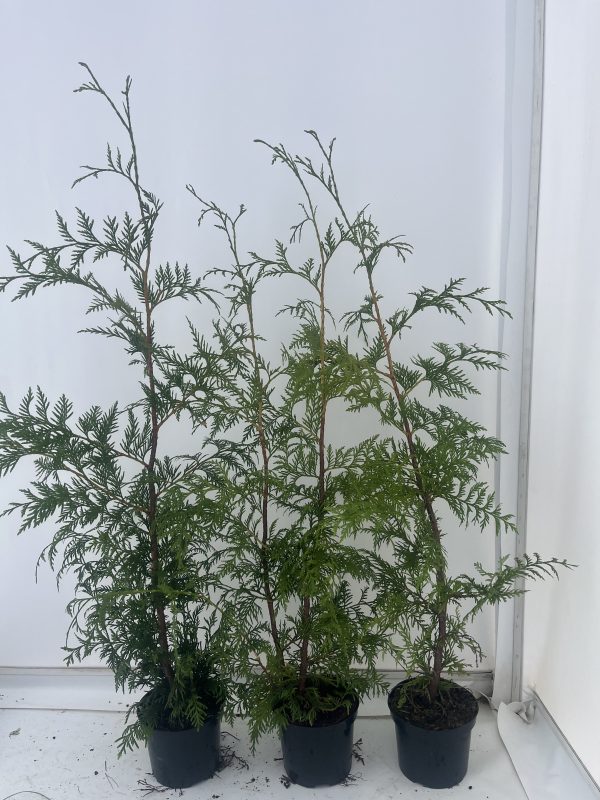 Thuja Plicata