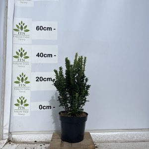 40-60cms 3L