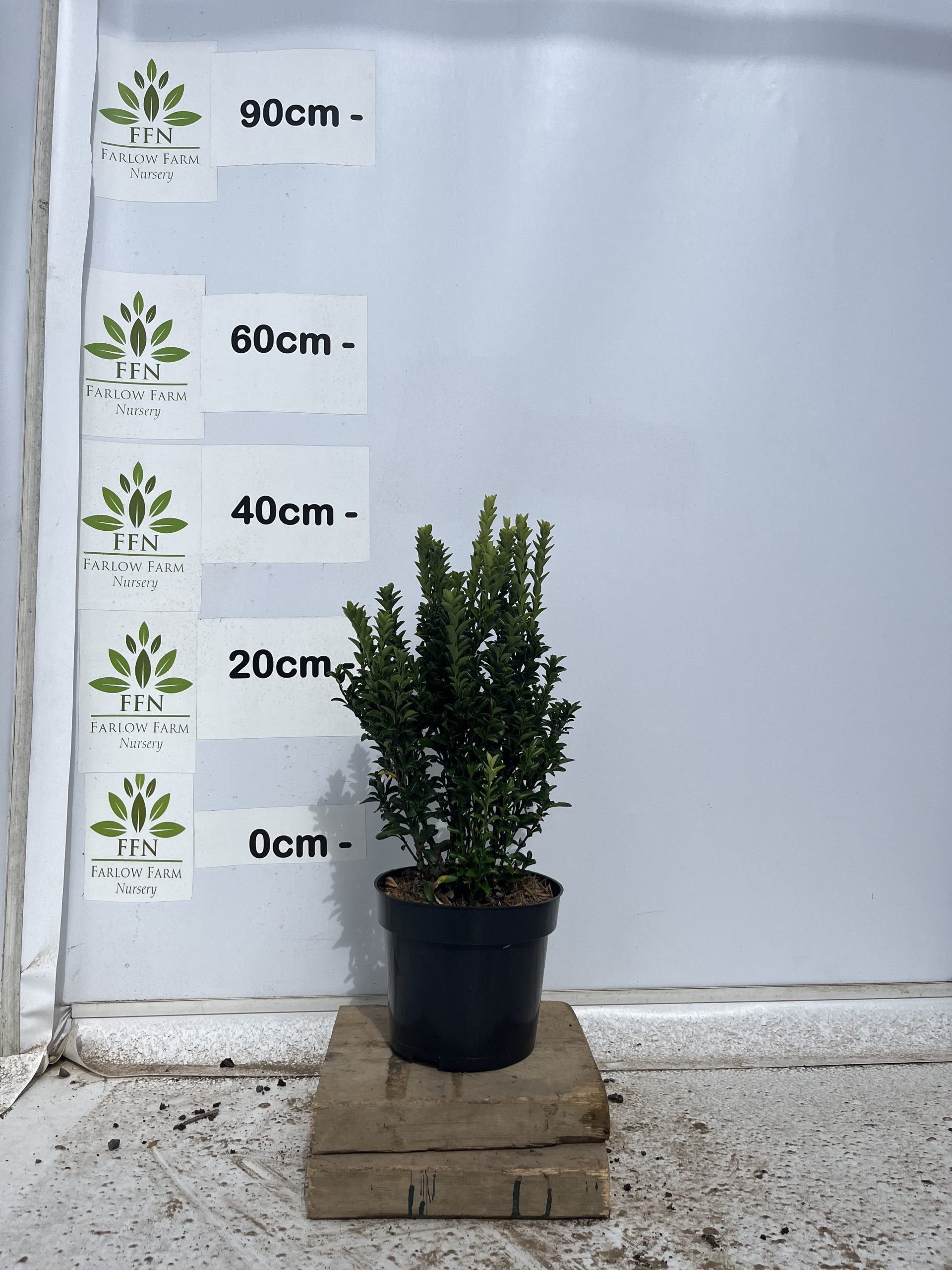 Euonymus Japonicus 'Jean Hughes' - Image 2