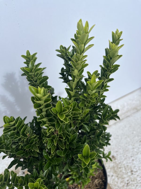 Euonymus Japonicus 'Jean Hughes' - Image 3