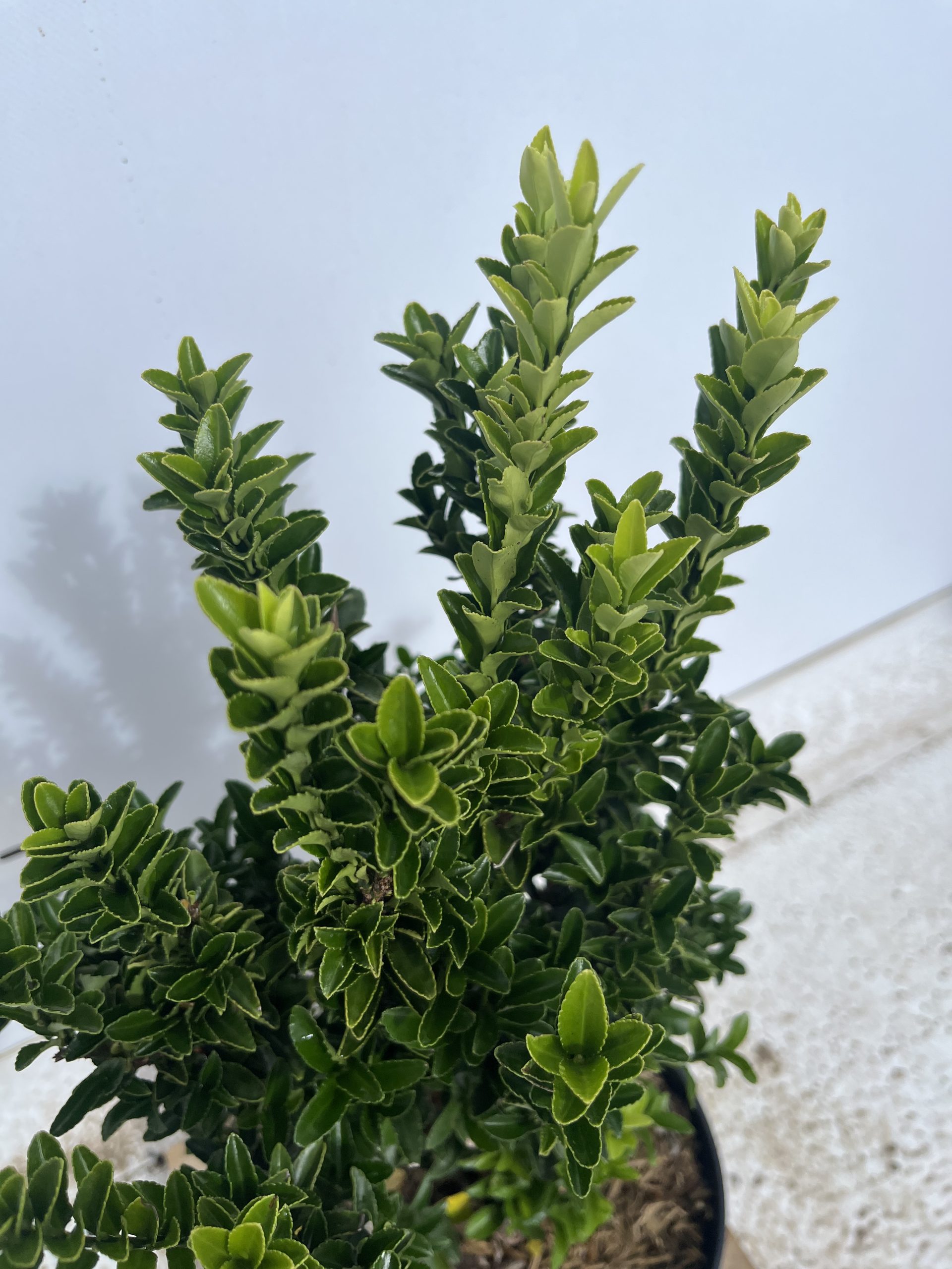 Euonymus Japonicus 'Jean Hughes' - Image 3