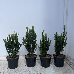 Euonymus Japonicus 'Jean Hughes'
