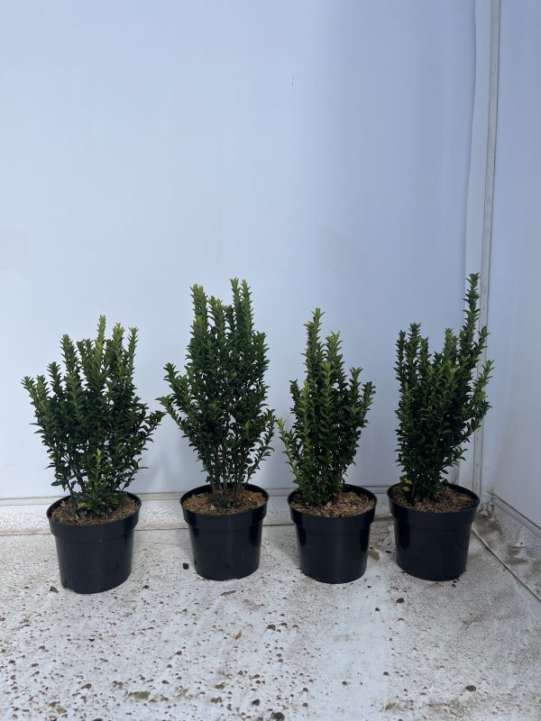 Euonymus Japonicus 'Jean Hughes'