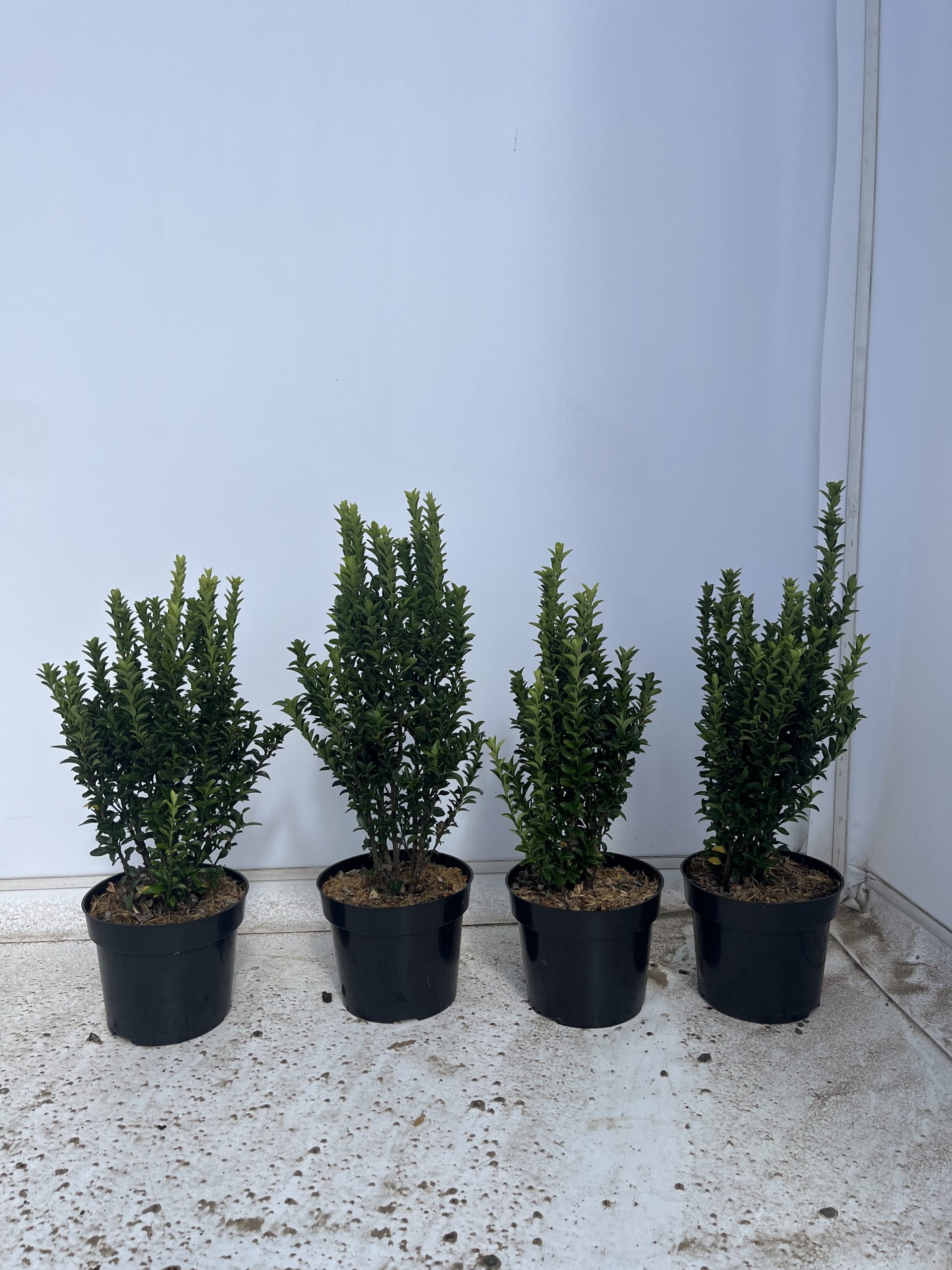 Euonymus Japonicus 'Jean Hughes'