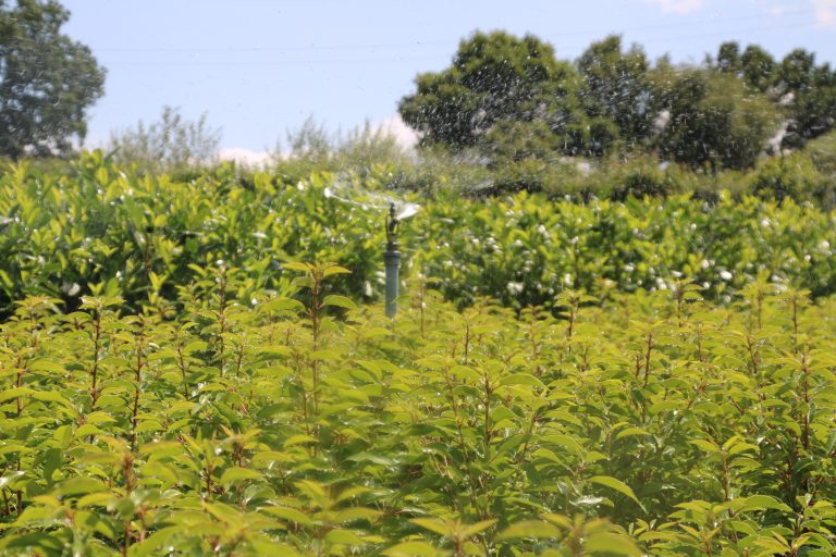 Need To Block Out Your Neighbour?