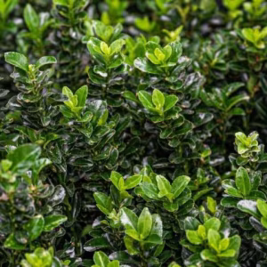 Euonymus Japonicus 'Jean Hughes'