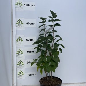 Syringa Vulgaris 'Madame Lemoine' (Lilac)