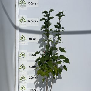 Syringa Vulgaris 'Prince Wolkonsky' (Lilac)