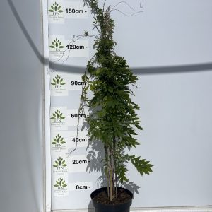 Wisteria Sinensis Alba