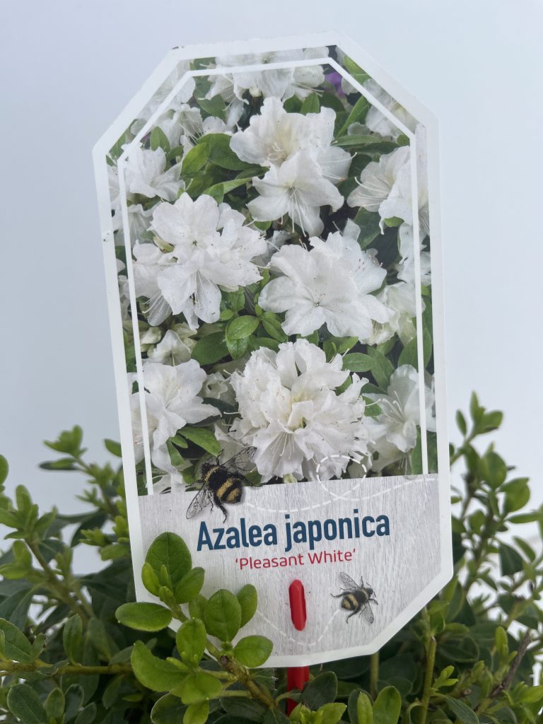 Azalea 'Pleasant White'