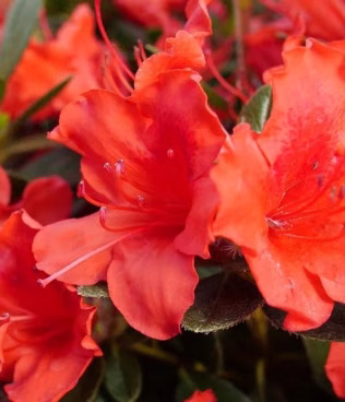 Azalea 'Radja'