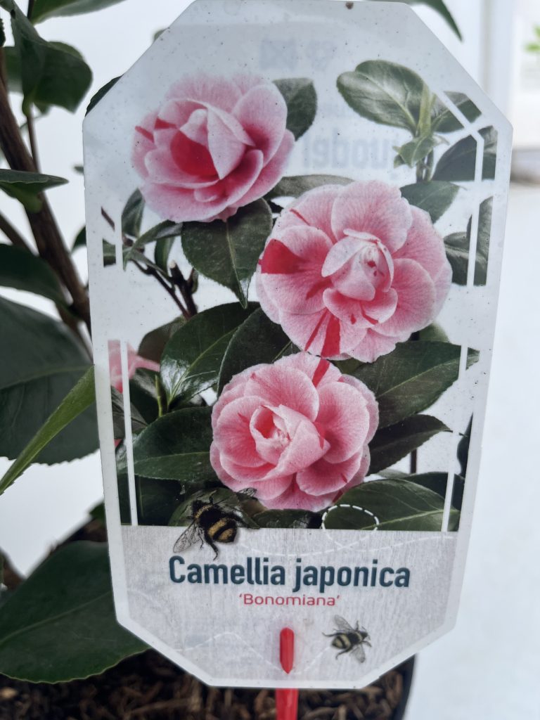 Camellia 'Bonomiana Roze'