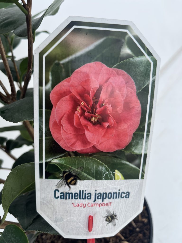 Camellia 'Lady Campbell'