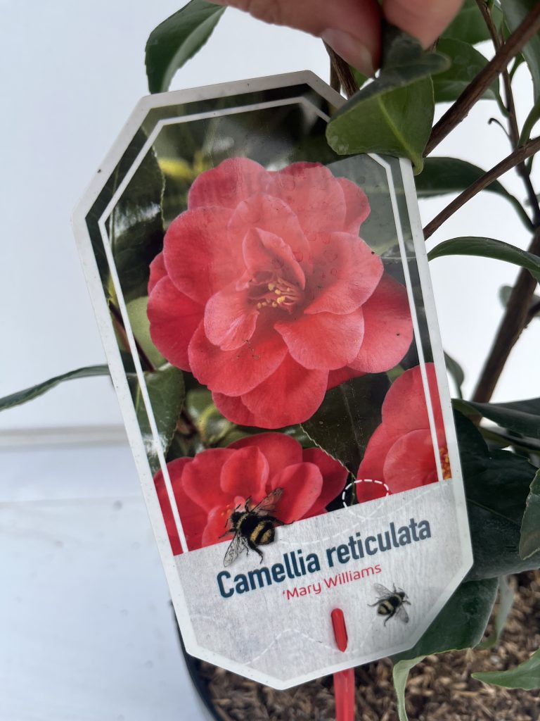 Camellia 'Mary Williams'