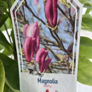 Magnolia 'Betty'