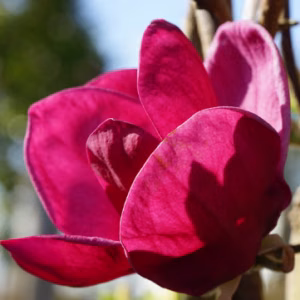Magnolia x Genie