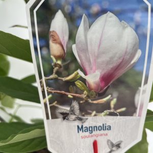 Magnolia Soulangeana