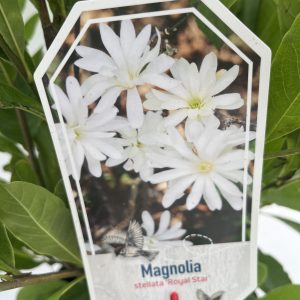 Magnolia Stellata 'Royal Star'