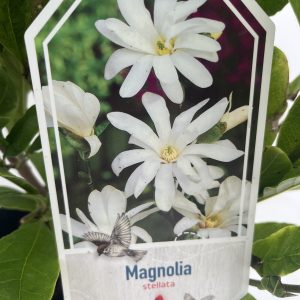 Magnolia Stellata