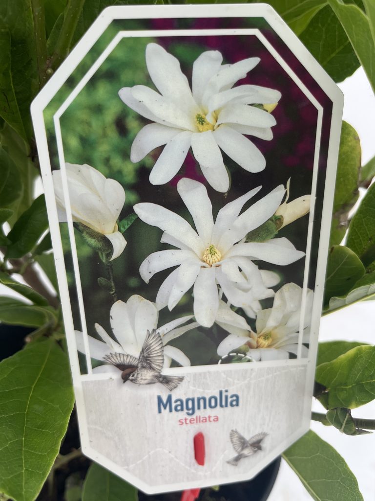 Magnolia Stellata (Star Magnolia)